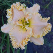 Fancy Face Mrs. Buttersworth Daylily